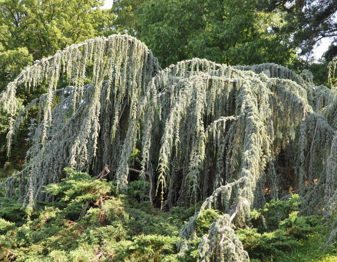 Cedr atlantský ´Glauca Pendula´ 170cm