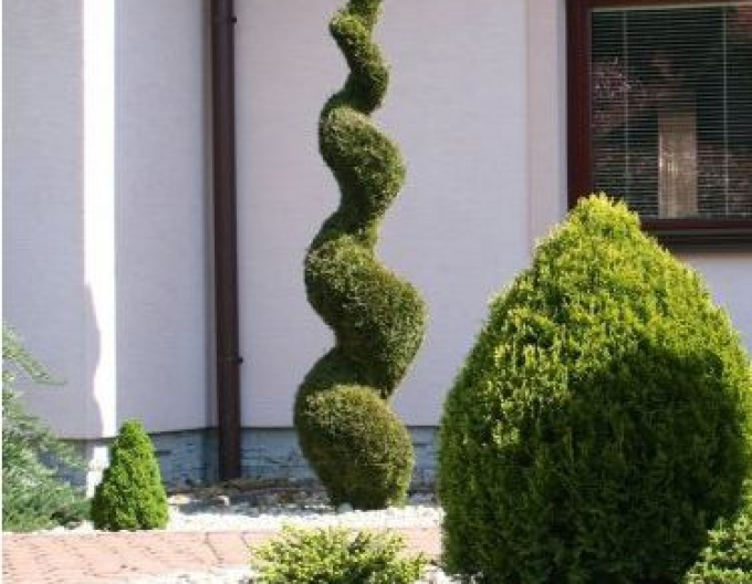 Zerav západní ’Smaragd Špirála´