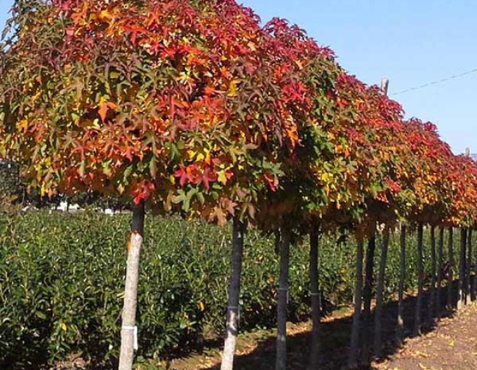 Ambroň Gumball na kmínku