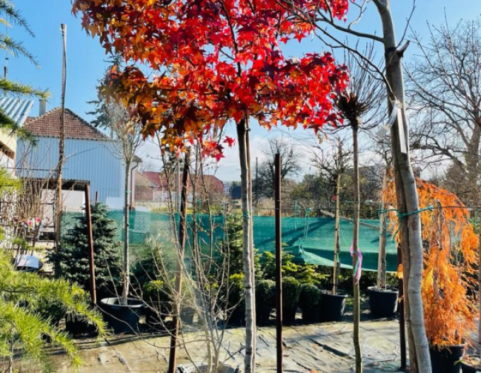 Ambroň Gumball na kmínku