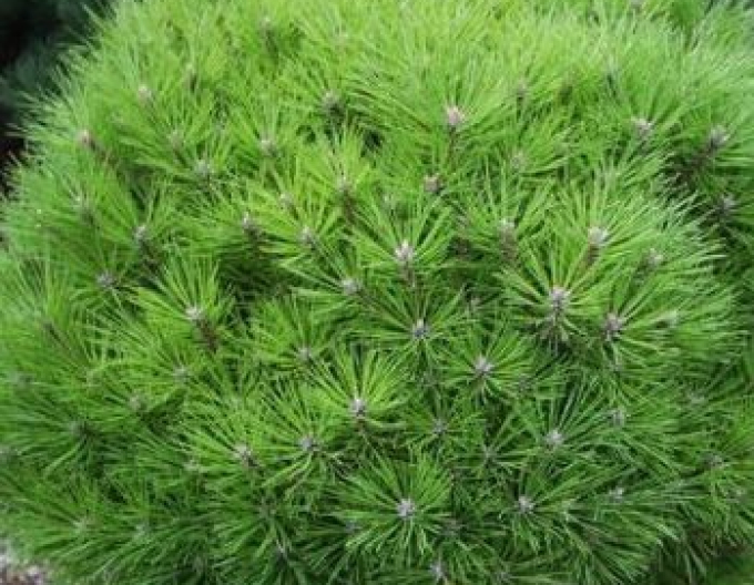 Borovice černá´Brepo´ na kmínku 80cm