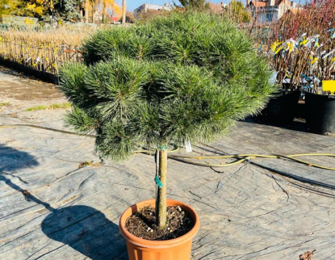 Borovice černá´Brepo´ na kmínku 80cm