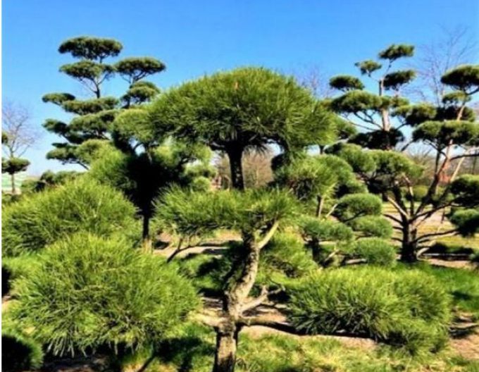 Borovice černá ´Bonsaj´