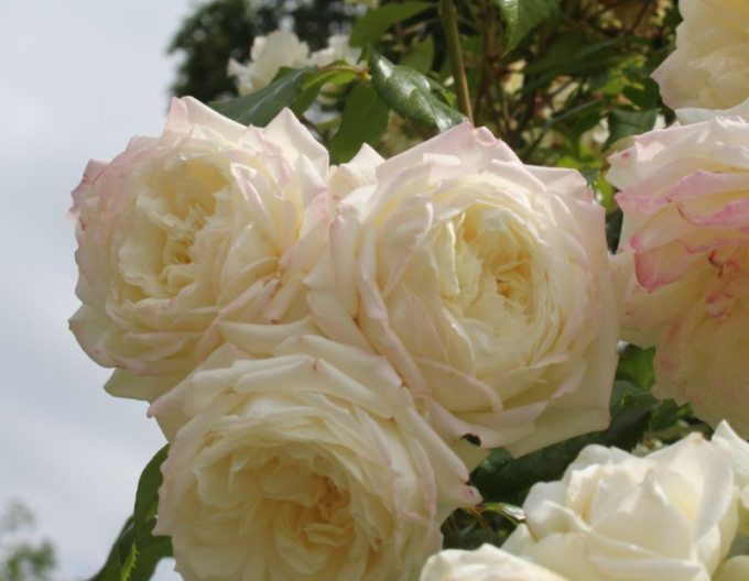 Růže ´Future/Alaska´