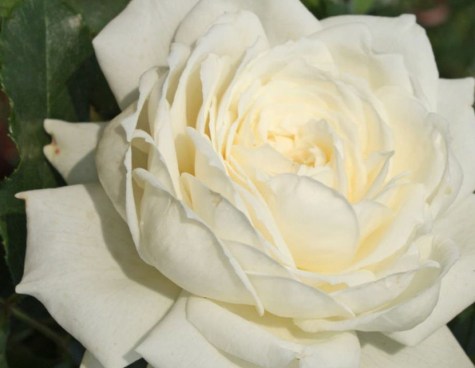 Růže ´Future/Alaska´