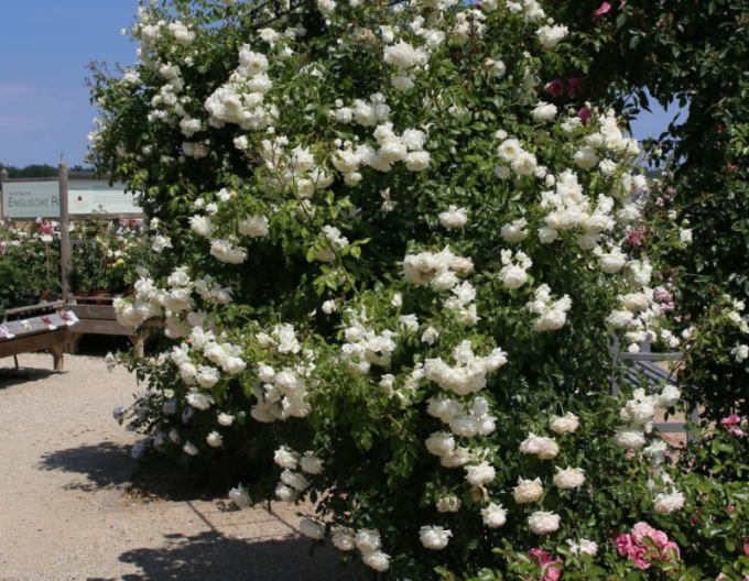 Růže ´Future/Alaska´