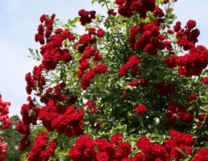 Růže Crimson Siluetta