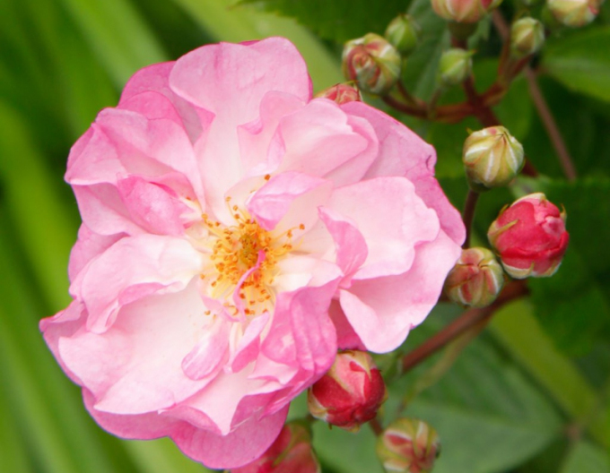 Růže Lavender Siluetta