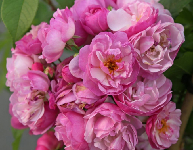 Růže Lavender Siluetta