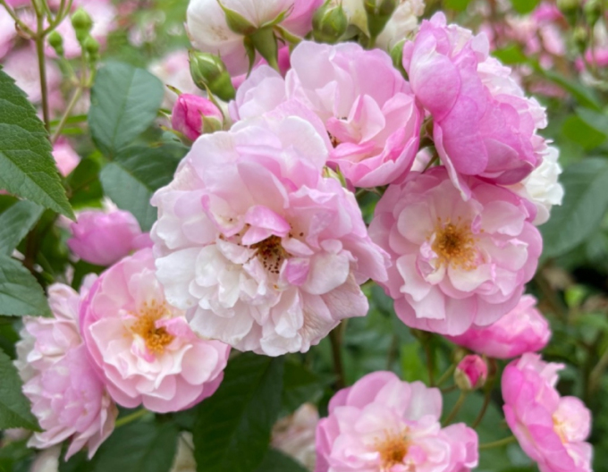 Růže Lavender Siluetta