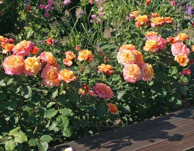 Růže La Villa Cotta