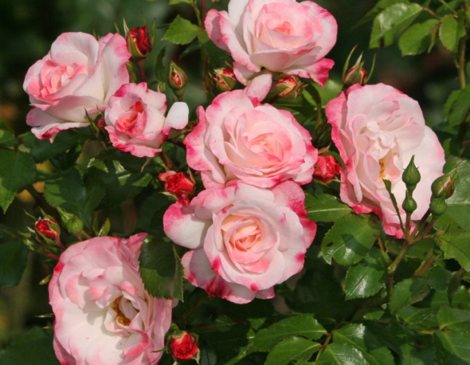 Růže Rosenstadt Freising