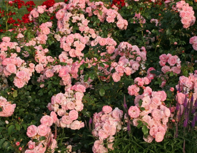 Růže Rosenstadt Freising