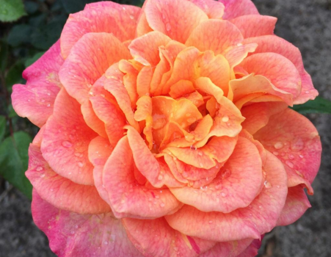 Růže ´Better Times´