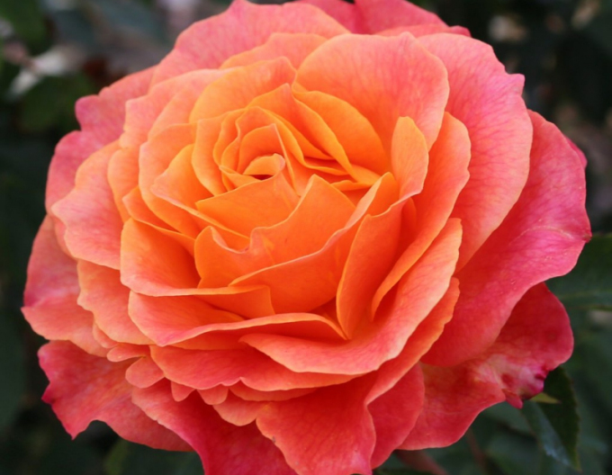 Růže ´Better Times´