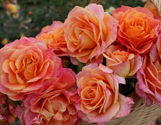 Růže ´Better Times´