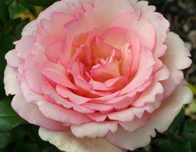 Rose ´Suovenir de Baden Baden