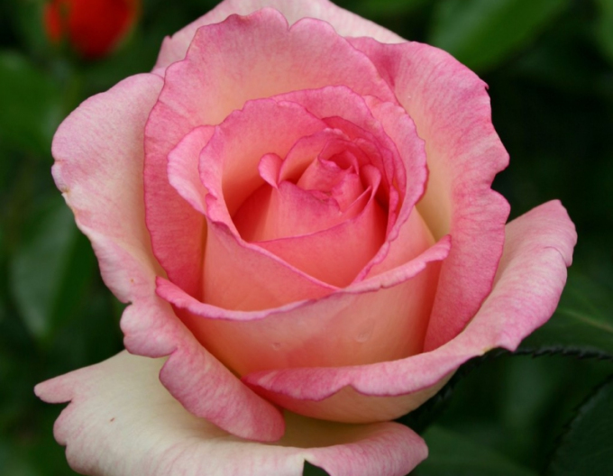 Rose ´Suovenir de Baden Baden