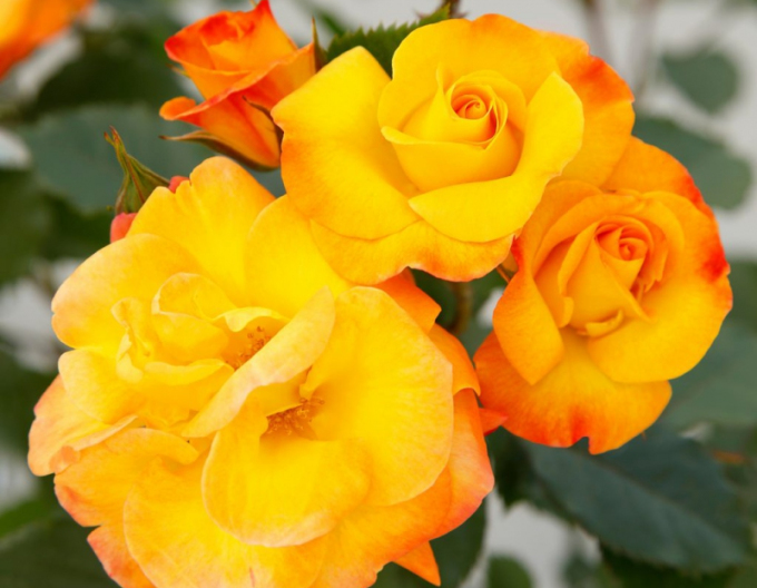 Růže Bright Smiles