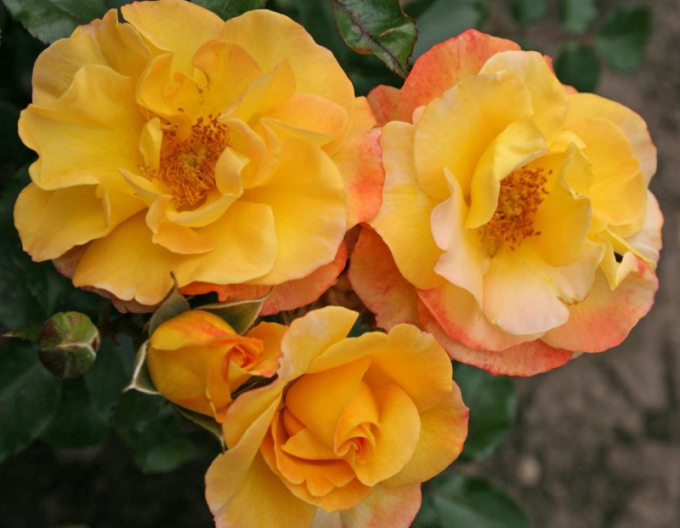 Růže Bright Smiles