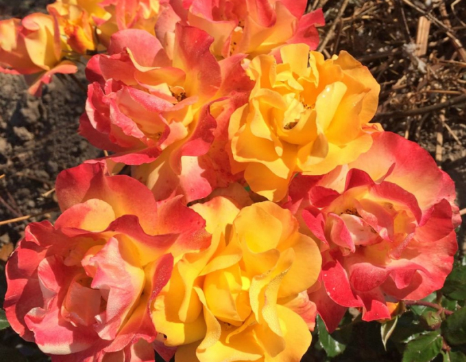 Růže Bright Smiles