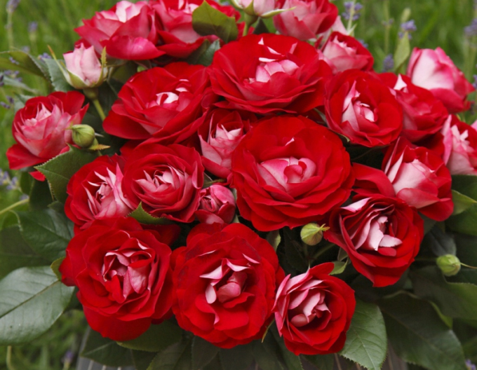 Rose ´Rose der Einheit´