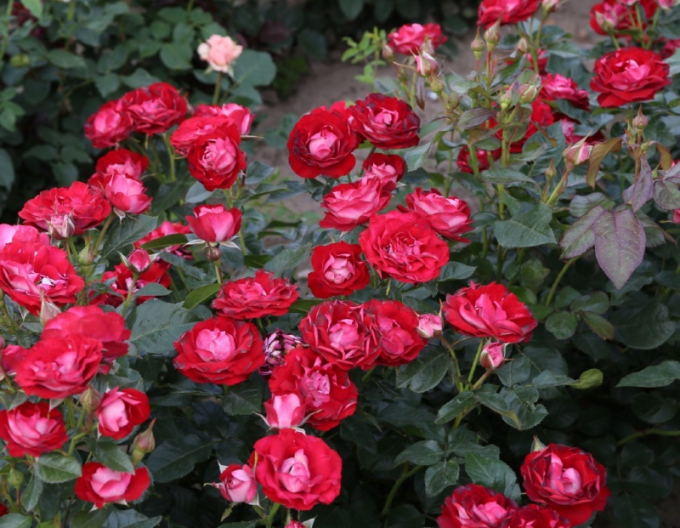 Rose ´Rose der Einheit´