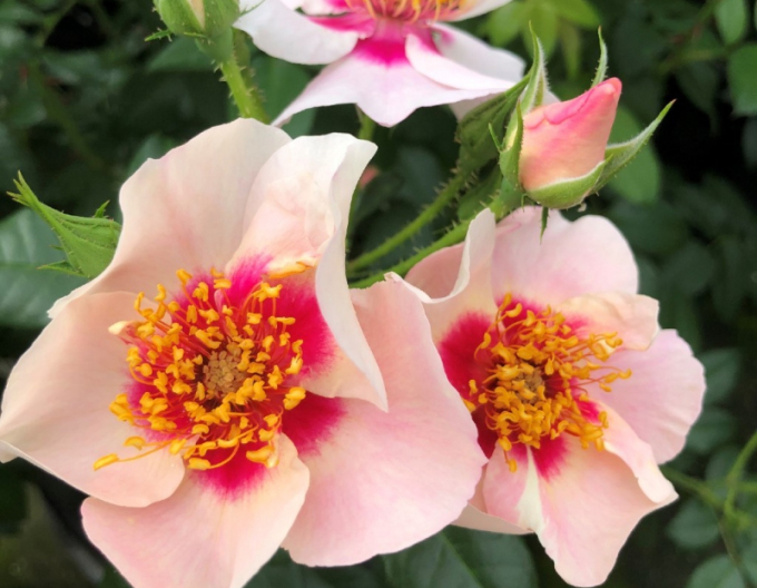 Růže ´SEE YOU in Red´