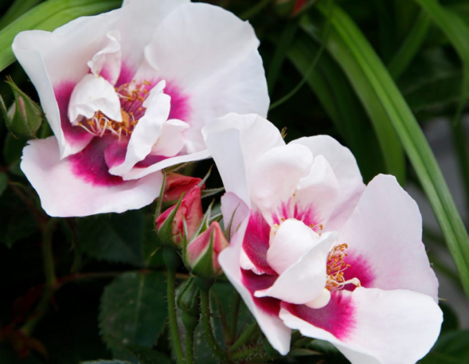 Růže ´SEE YOU in Red´