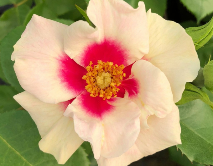 Růže  ´SEE YOU in Purple´