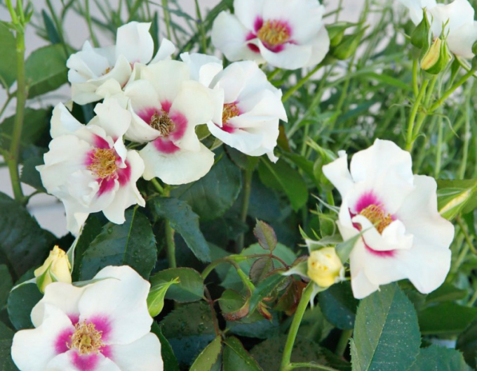 Růže  ´SEE YOU in Purple´