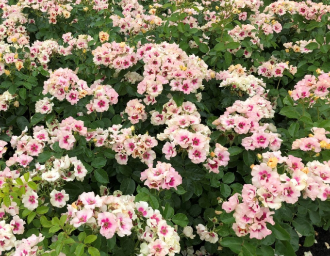 Růže  ´SEE YOU in Purple´