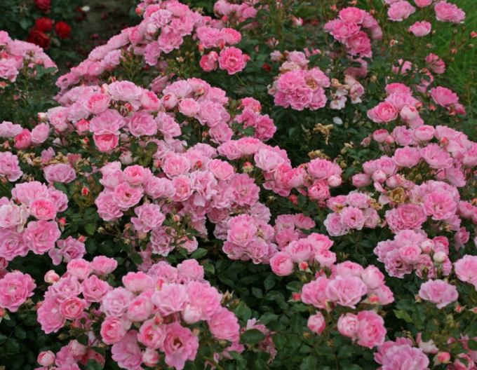 Růže ´Flirt 2011´