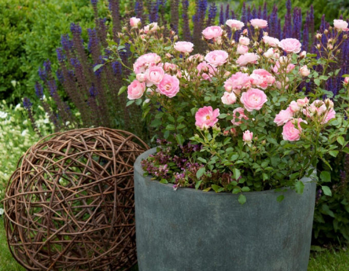 Růže ´Flirt 2011´