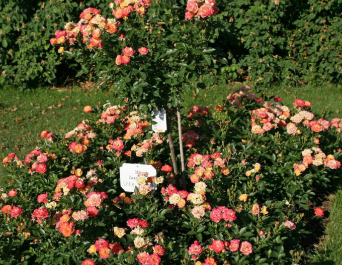 Růže Little Sunset