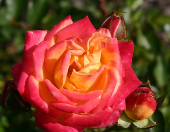 Růže Little Sunset