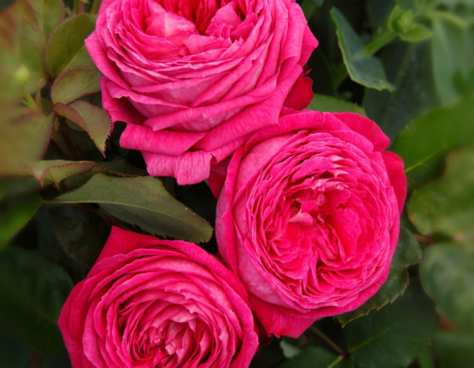 Růže Freifrau Caroline