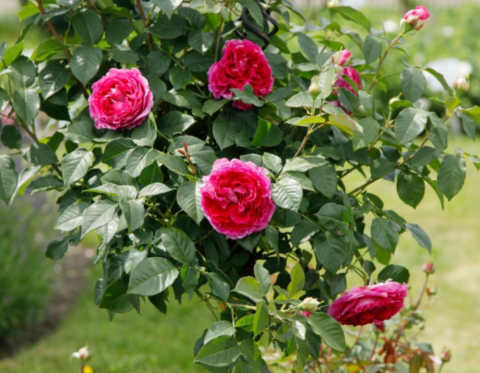 Růže Freifrau Caroline