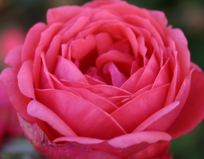 Rose ´Gartenprinzessin Marie - Jose´
