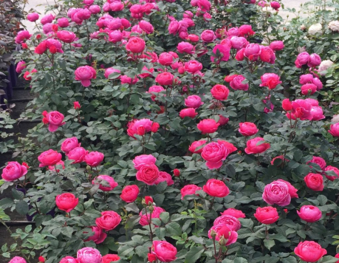 Rose ´Gartenprinzessin Marie - Jose´