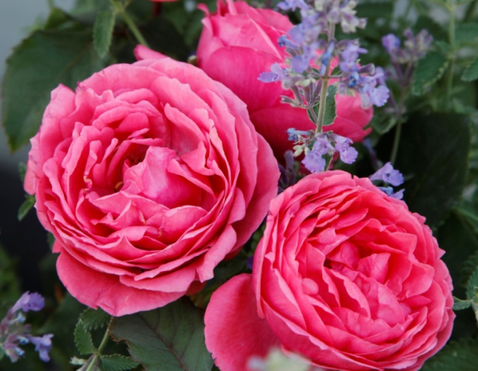 Rose ´Gartenprinzessin Marie - Jose´