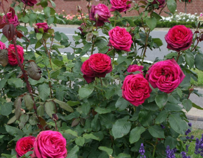 Růže Gräfin Diana