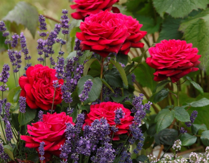 Růže Gräfin Diana