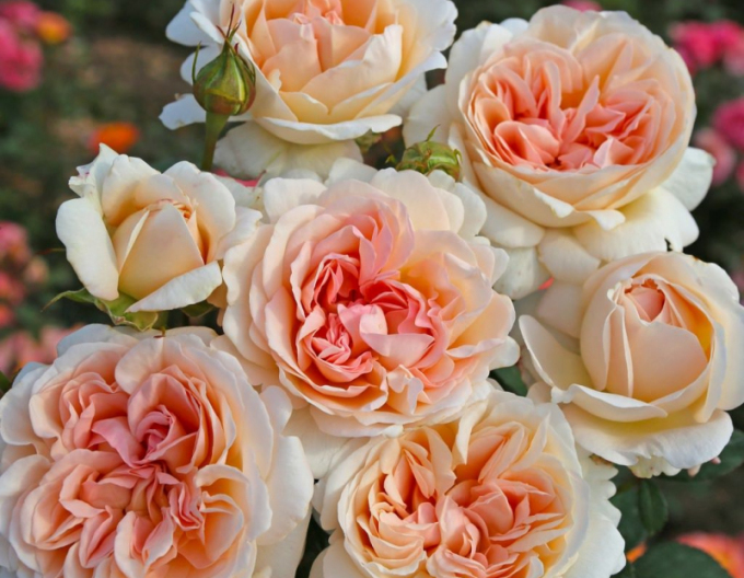 Růže Grossherzogin Luise