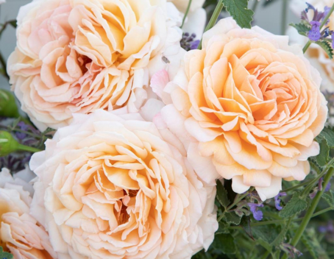 Růže Grossherzogin Luise