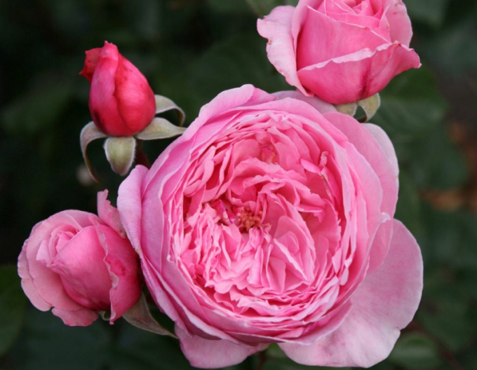 Růže ´Kiss me Kate´