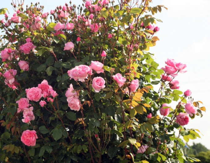 Růže ´Kiss me Kate´