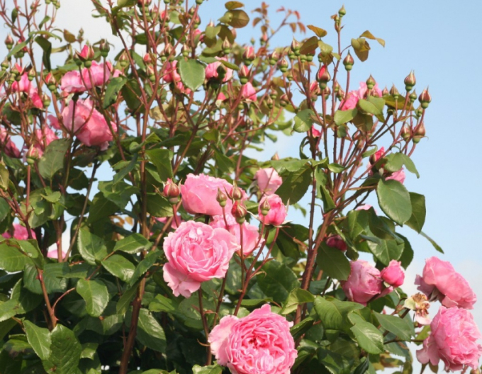 Růže ´Kiss me Kate´