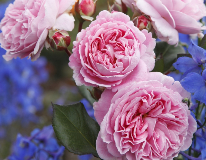 Růže Rosengrafin Marie Henriette