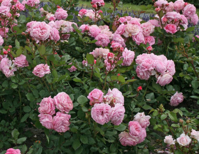 Růže Rosengrafin Marie Henriette